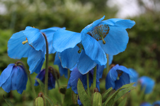 Meconopsis grandis - fagurblásól