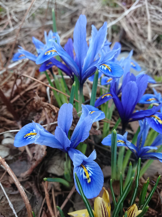 Iris reticulata 'Alida' - voríris