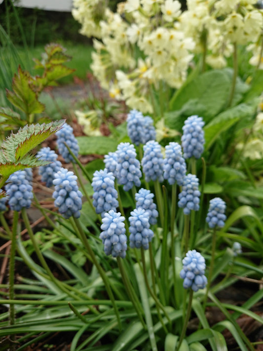 Muscari 'Valerie Finnis' - perlulilja