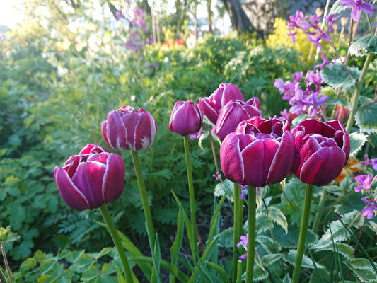 Tulipa 'Dream Touch' - túlipani