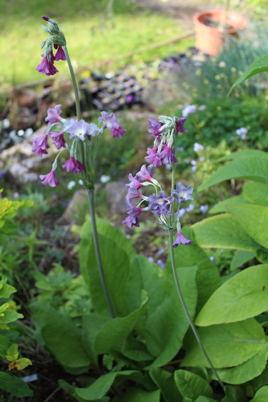 Primula alpicola - fellalykill