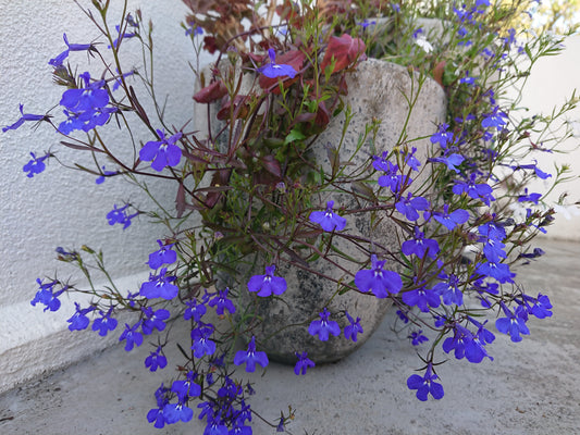 Lobelia 'Regatta Marine Blue' - brúðarauga
