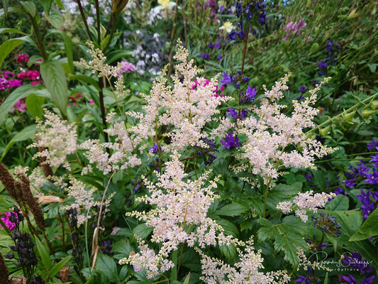 Astilbe japonica 'Europa' - japansblóm