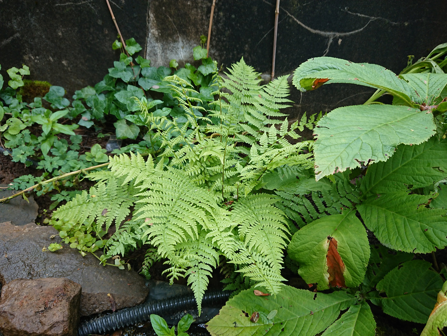 Athyrium filix-femina 'Lady in Red' - fjöllaufungur