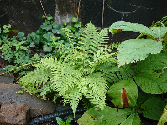 Athyrium filix-femina 'Lady in Red' - fjöllaufungur