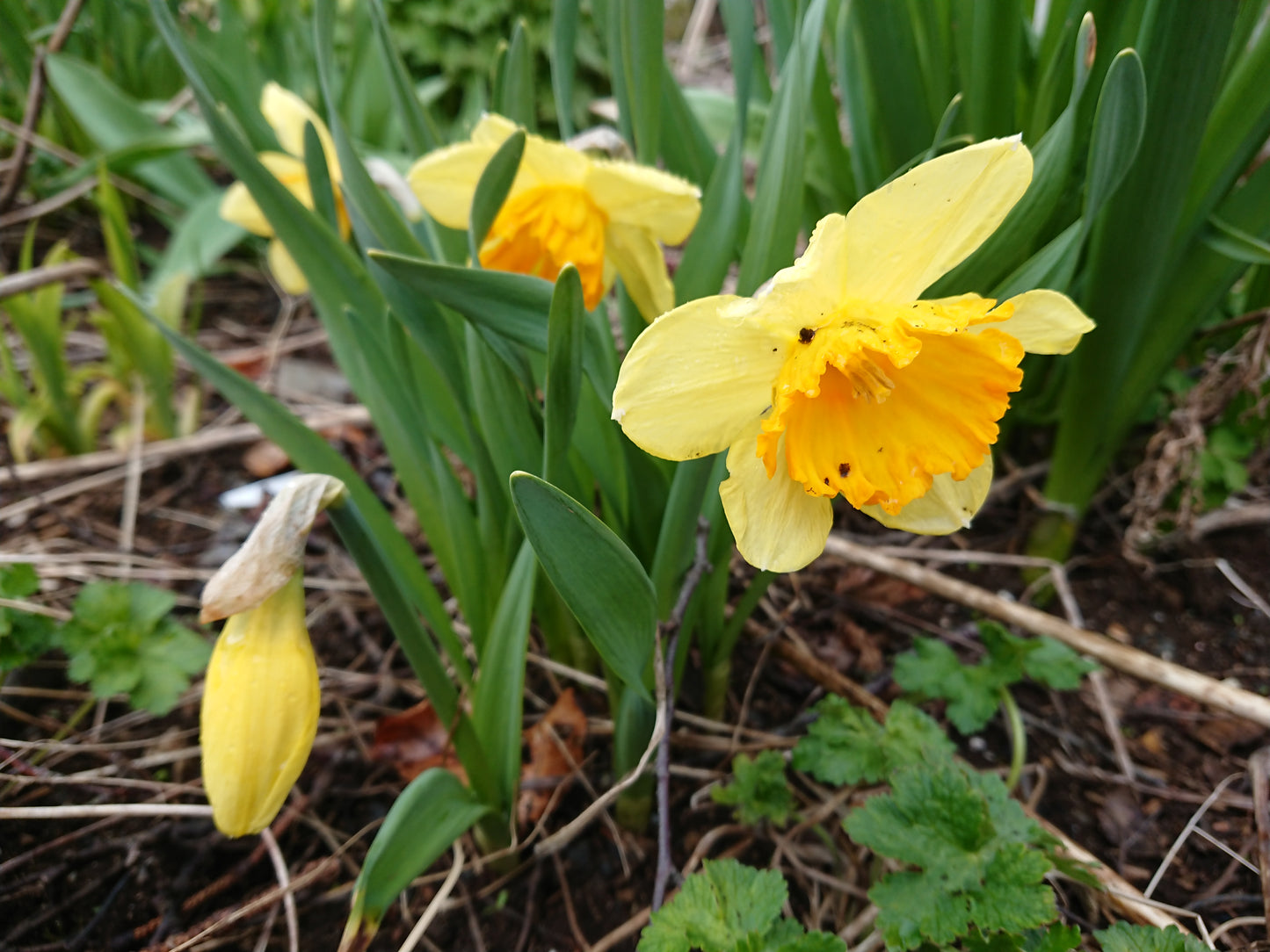 Narcissus 'Fortissimo' - hátíðalilja