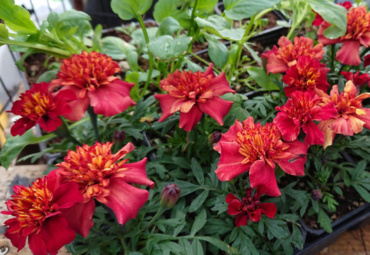 Tagetes patula 'Strawberry Blonde' - flauelsblóm