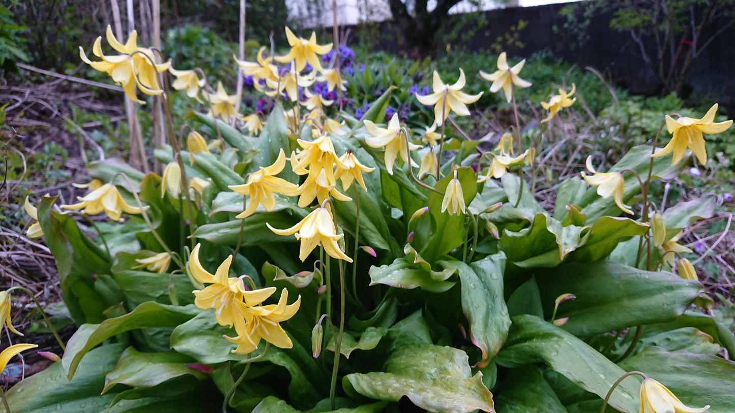 Erythronium 'Pagoda' - garðskógarlilja