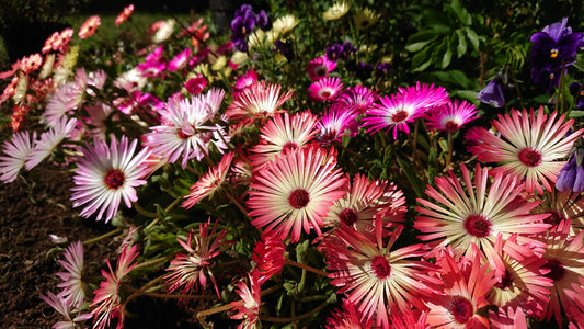 Mesembryanthemum 'Magic Carpet Mixed' - hádegisblóm