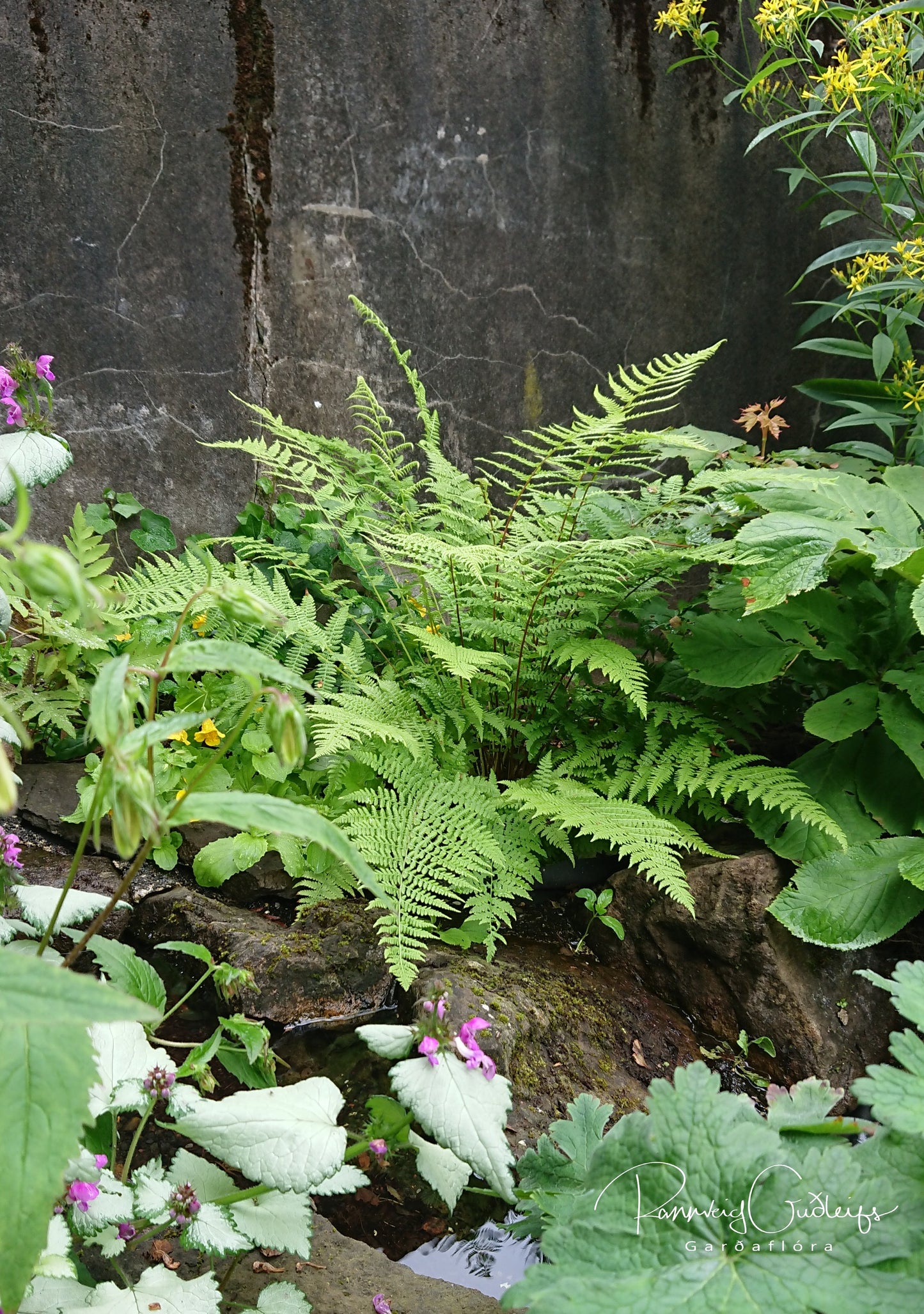 Athyrium filix-femina 'Lady in Red' - fjöllaufungur