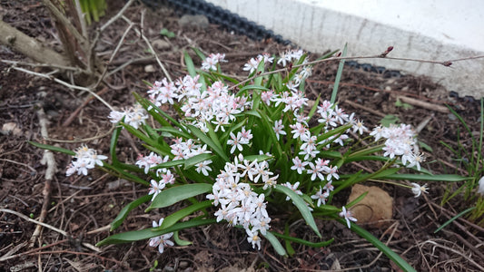 Scilla bifolia 'Rosea' - tvíblaðalilja