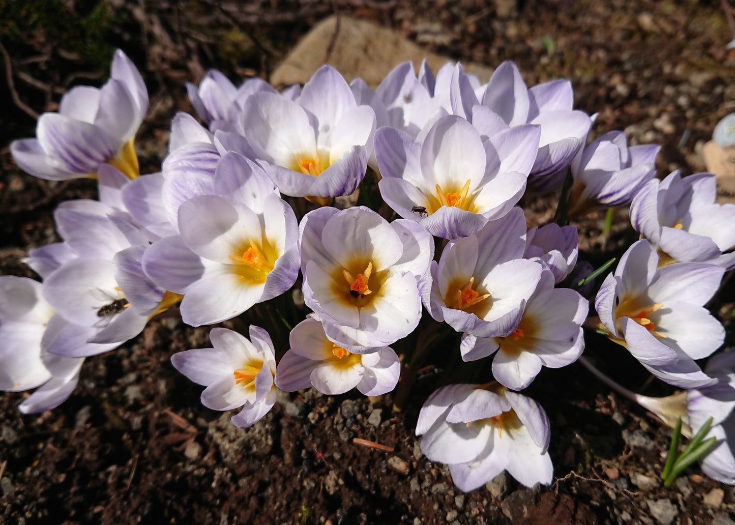 Crocus chrysanthus 'Blue Marlin' - tryggðakrókus