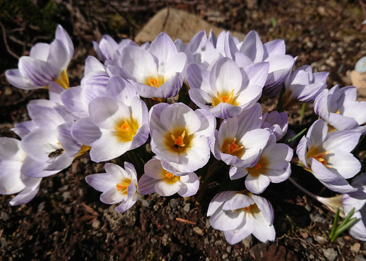 Crocus chrysanthus 'Blue Marlin' - tryggðakrókus