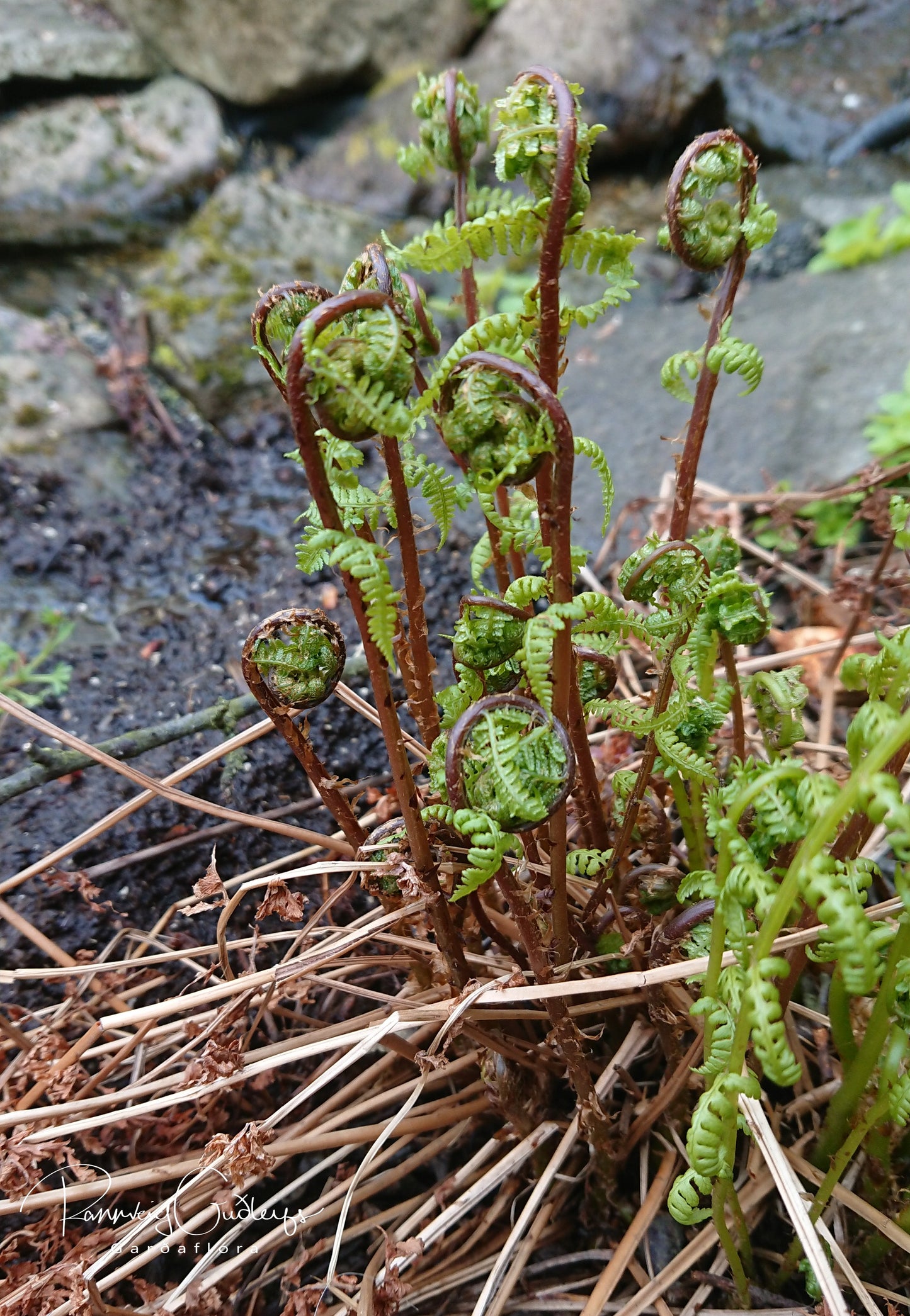 Athyrium filix-femina 'Lady in Red' - fjöllaufungur