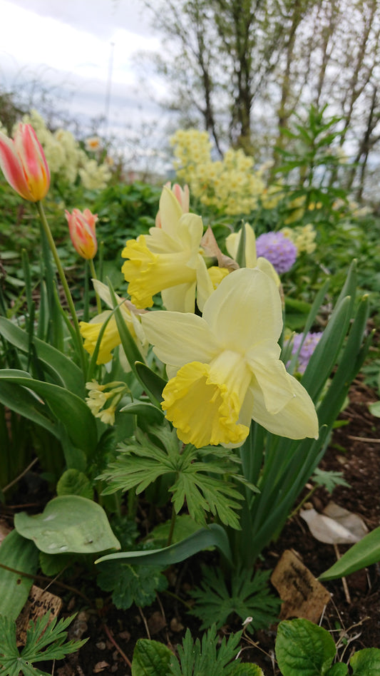 Narcissus 'Pistachio' - hátíðalilja