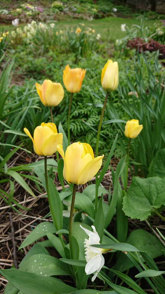 Tulipa 'Daydream' - túlipani