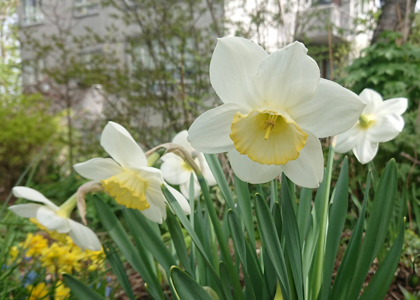 Narcissus 'Frosty Snow' - hátíðalilja