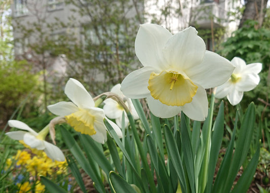 Narcissus 'Frosty Snow' - hátíðalilja