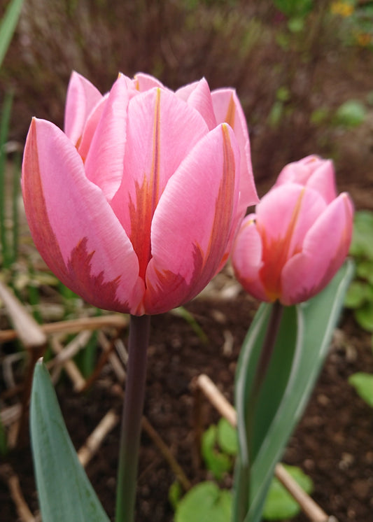 Tulipa 'Pretty Princess' - túlipani