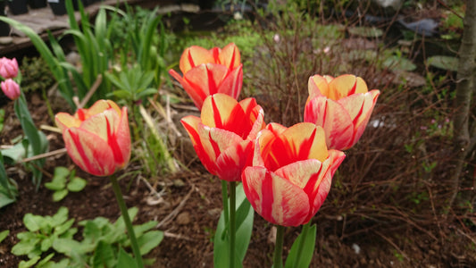Tulipa 'Spryng Break' - túlipani
