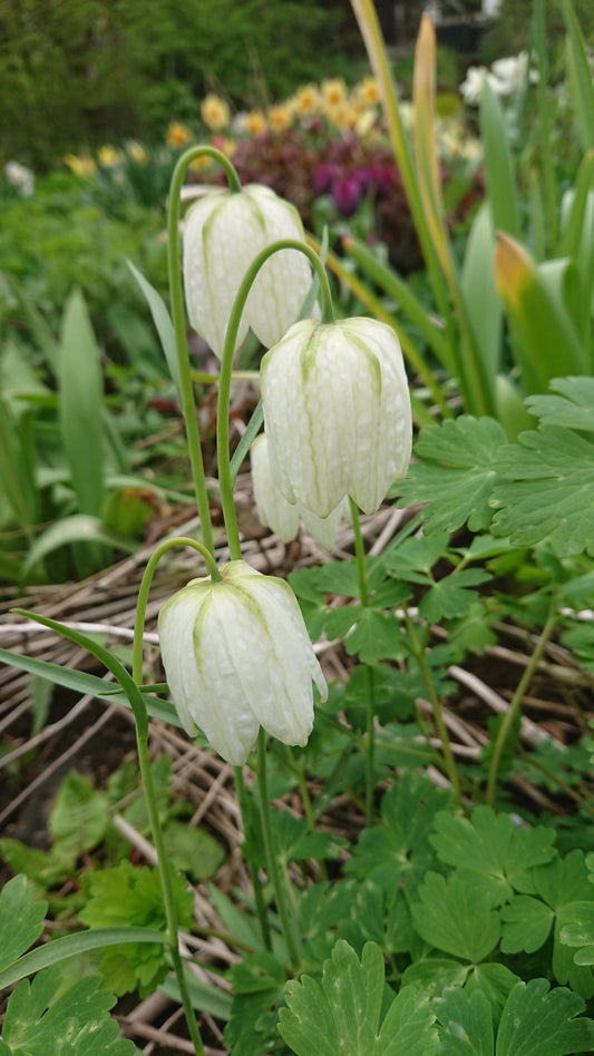 Fritillaria meleagris 'Alba' - vepjulilja