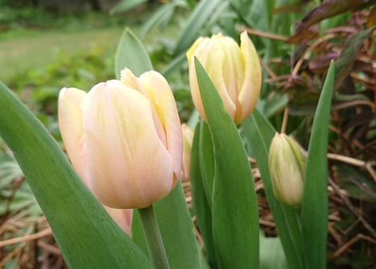 Tulipa 'Mango Charm' - túlipani