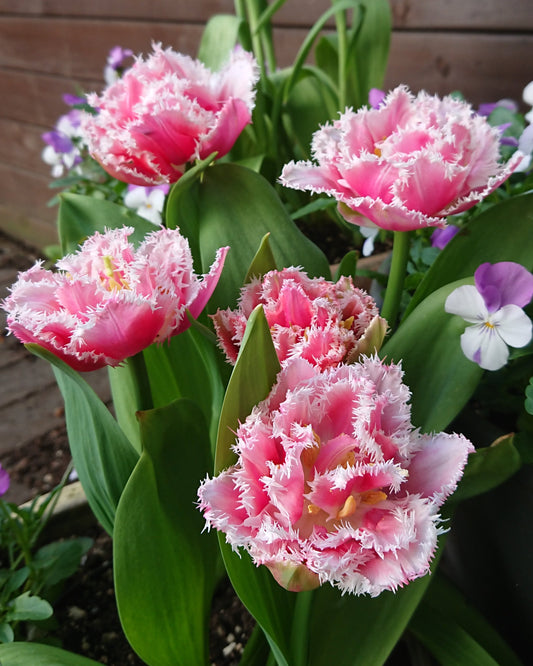 Tulipa 'Queensland' - túlipani