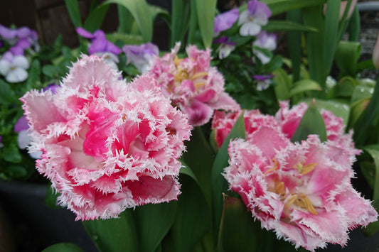 Tulipa 'Queensland' - túlipani