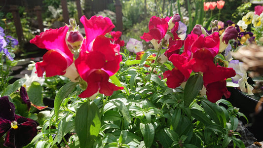 Antirrhinum 'Snapshot F1 Red' - ljónsmunnur