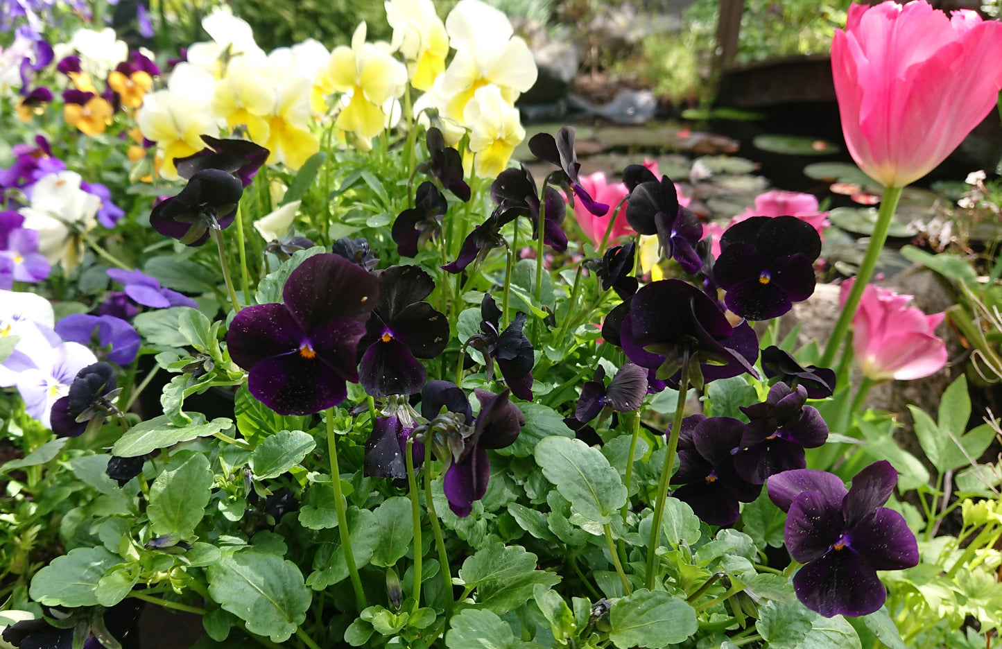 Viola 'Callisto F1 Black' - fjóla