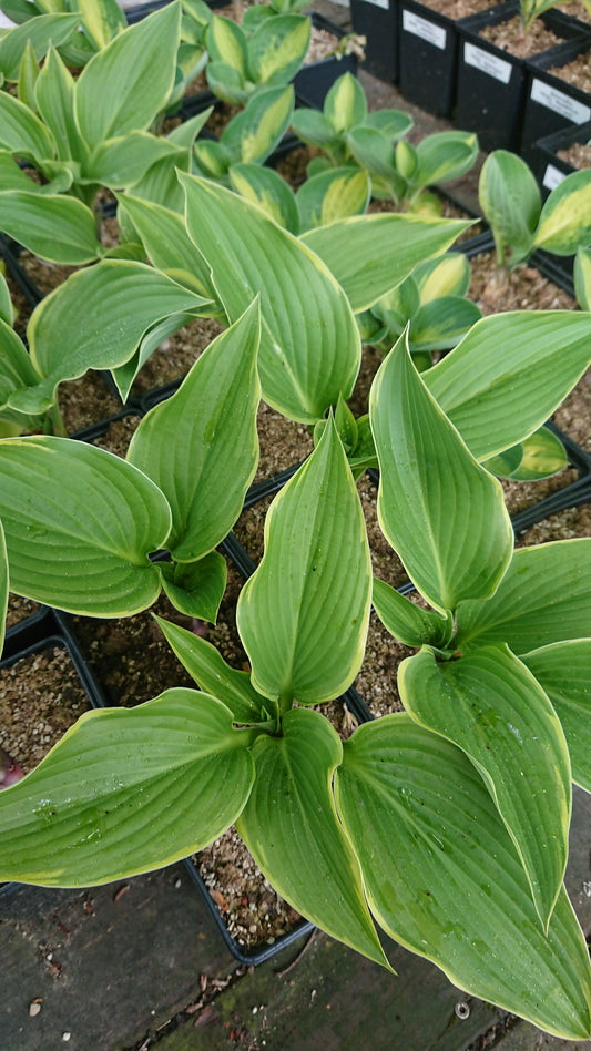 Hosta 'Yellow River' - brúska