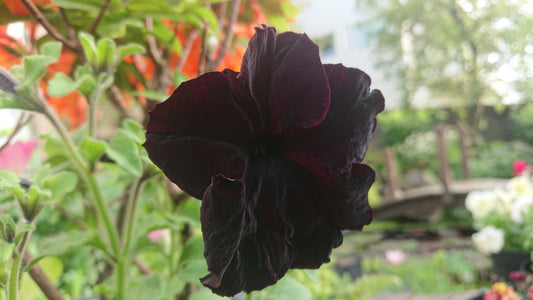 Petunia F1 'Sophistica Blackberry' - tóbakshorn