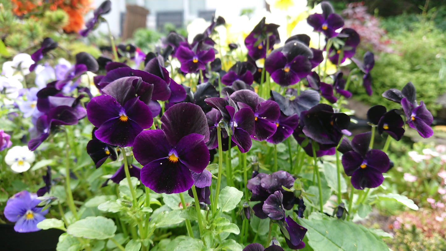 Viola 'Callisto F1 Black' - fjóla