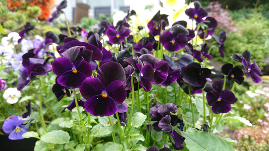 Viola 'Callisto F1 Black' - fjóla
