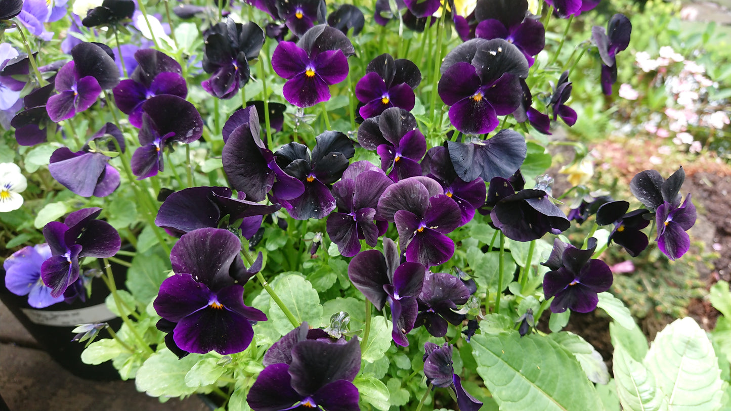 Viola 'Callisto F1 Black' - fjóla