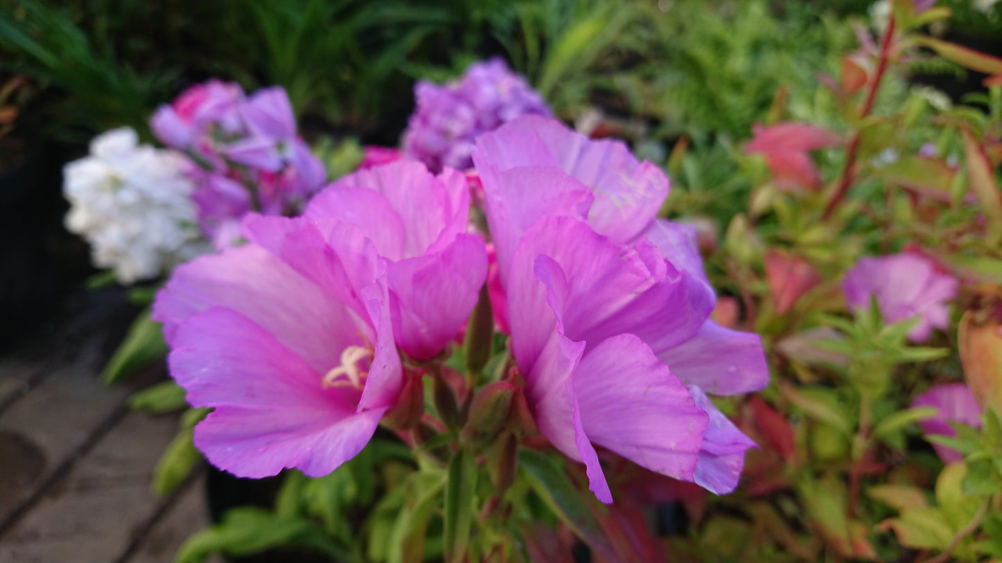 Godetia F1 'Dwarf Satin Mixed' - meyjablómi