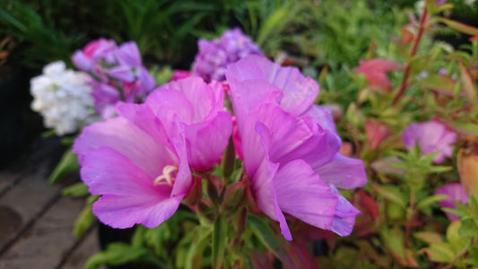 Godetia F1 'Dwarf Satin Mixed' - meyjablómi