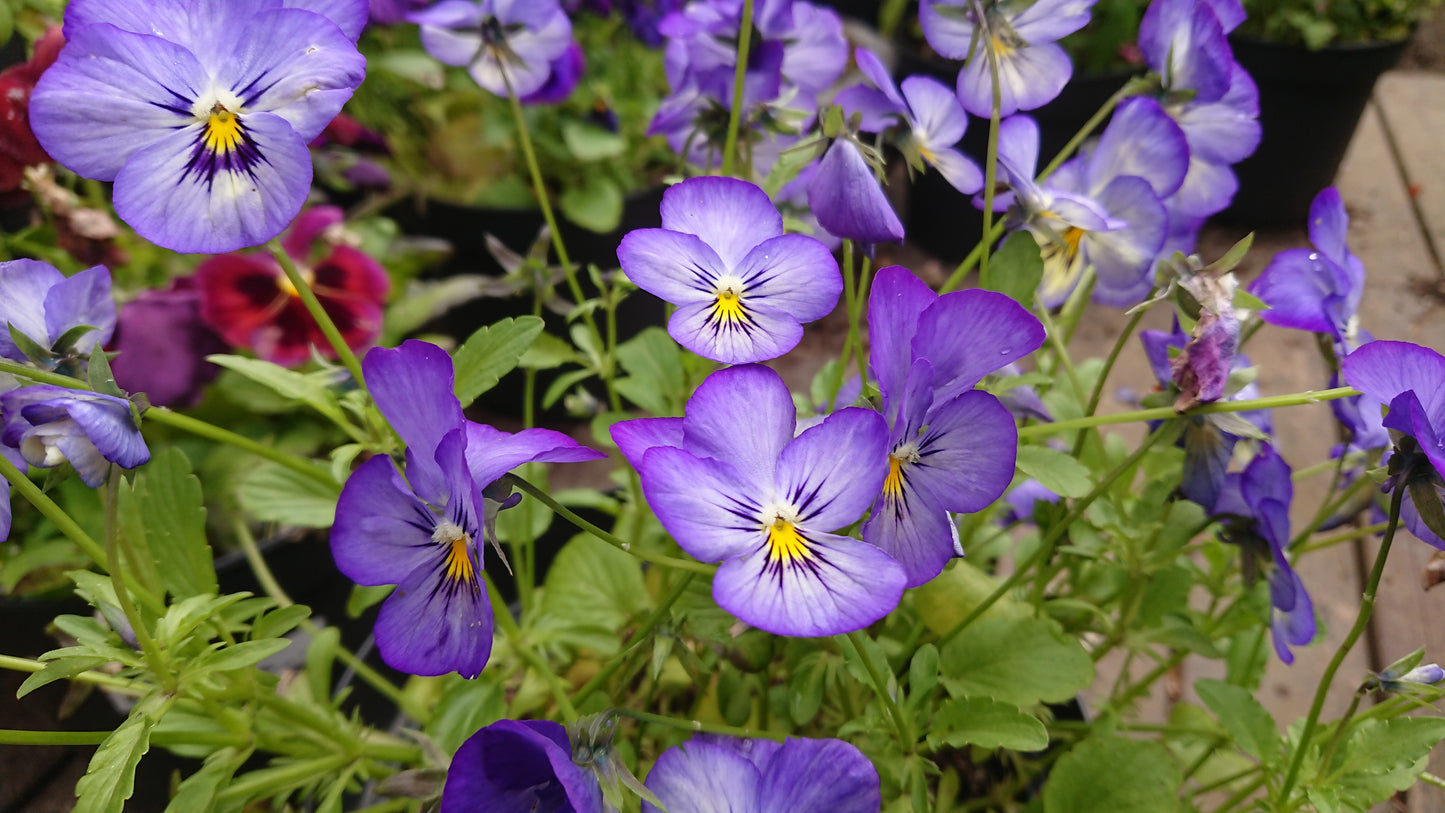 Viola 'Grandissimo F1 Icy Blue' - fjóla