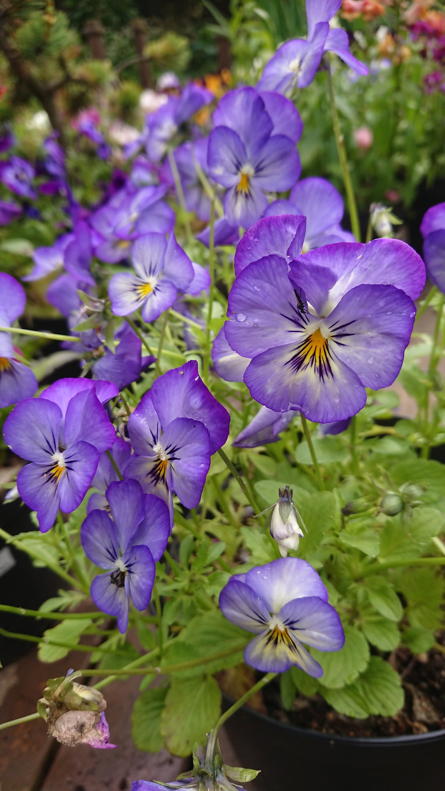 Viola 'Grandissimo F1 Icy Blue' - fjóla