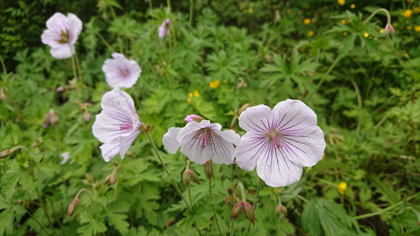 Geranium himalayense 'Derrick Cook' - fagurblágresi