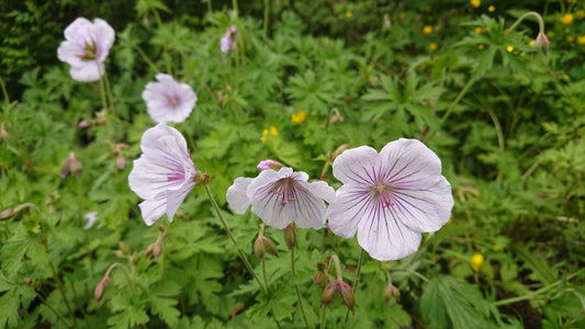 Geranium himalayense 'Derrick Cook' - fagurblágresi