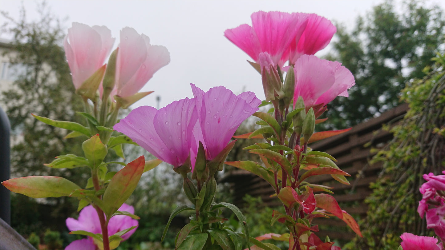 Godetia F1 'Dwarf Satin Mixed' - meyjablómi