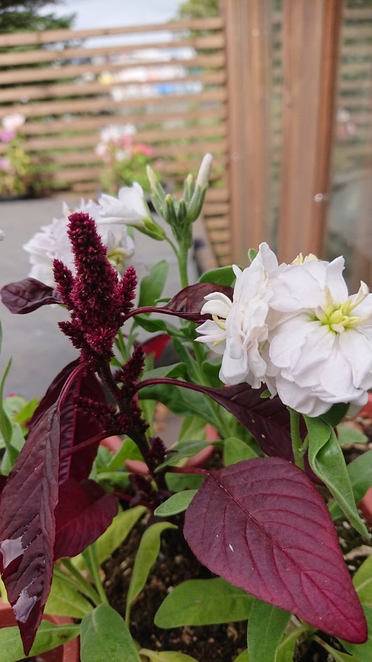 Amaranthus cruentus 'Velvet Curtains' - dreyrahali