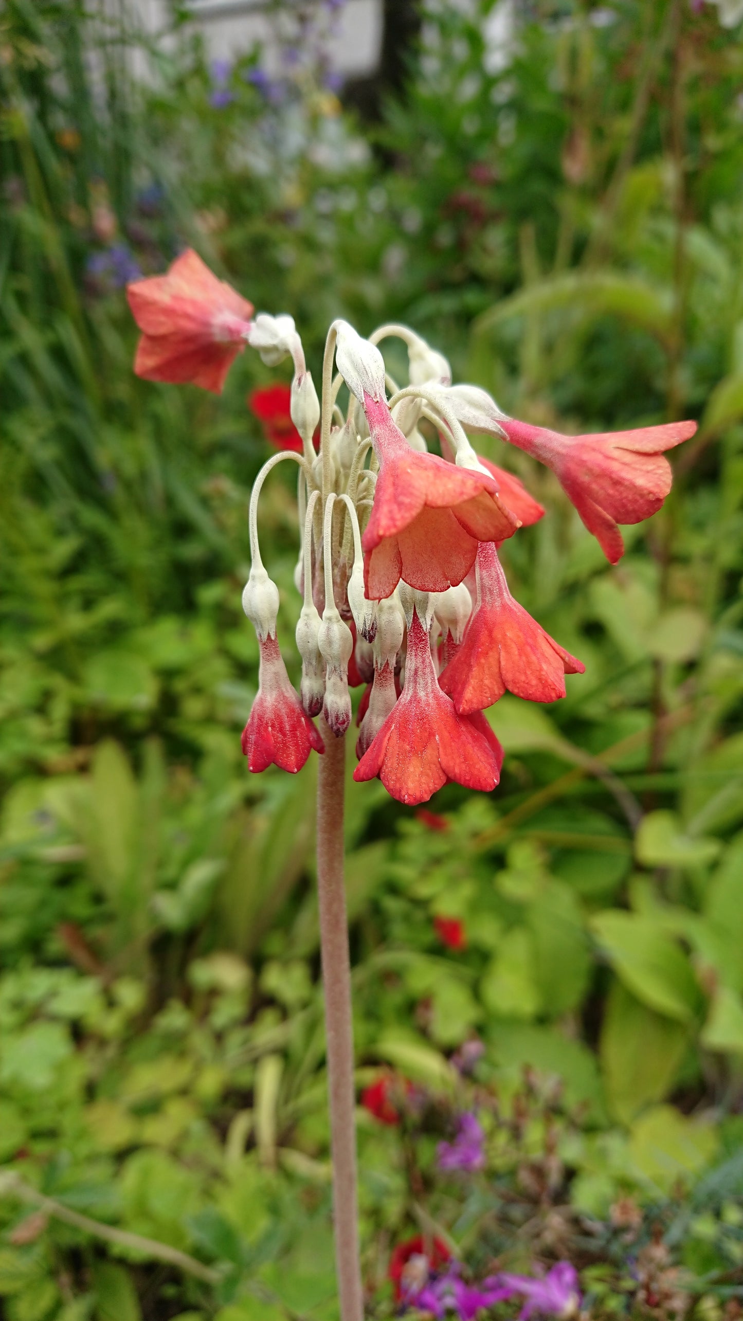 Primula florindae - friggjarlykill