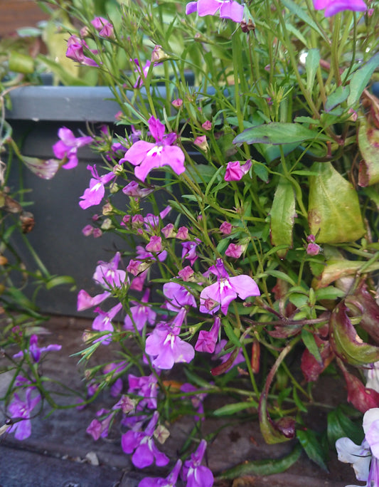 Lobelia 'Regatta Lilac' - brúðarauga