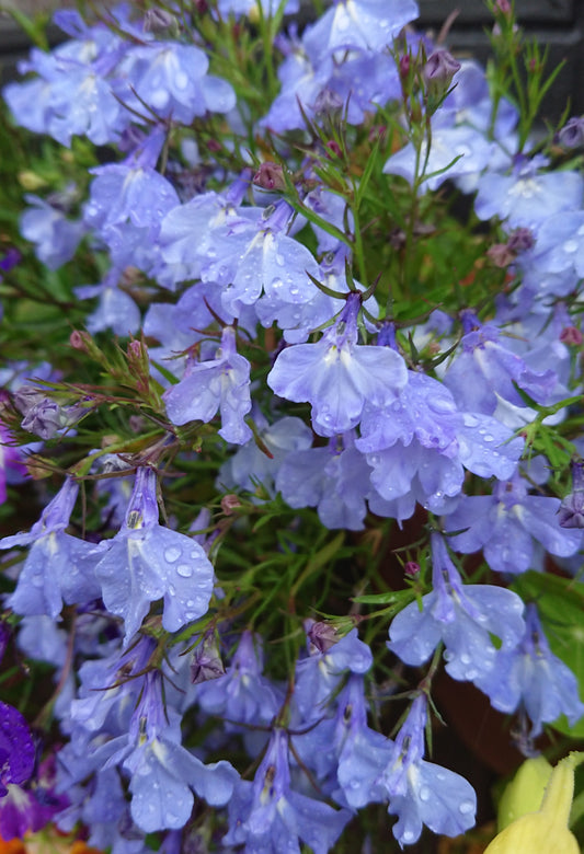 Lobelia 'Regatta Sky Blue' - brúðarauga