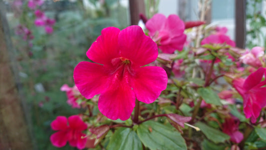 Mimulus 'F1 Magic Wine' - fiðrildatrúður