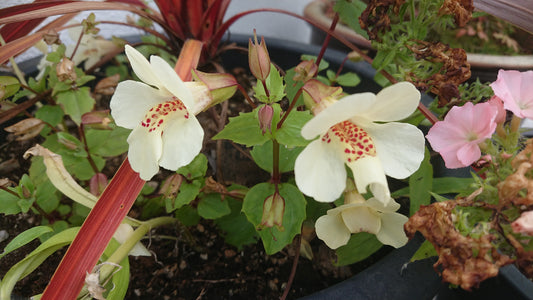 Mimulus 'F1 Magic Ivory' - fiðrildatrúður