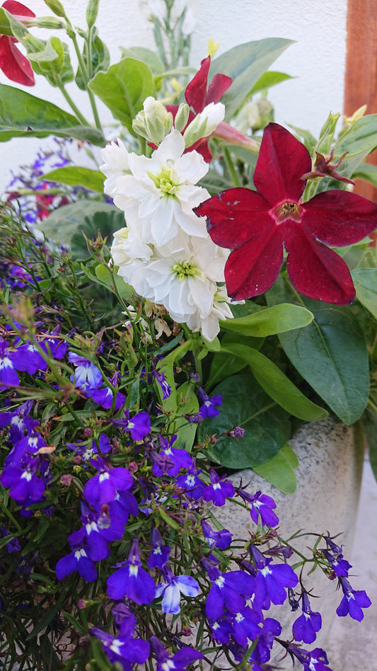 Lobelia 'Regatta Sapphire' - brúðarauga