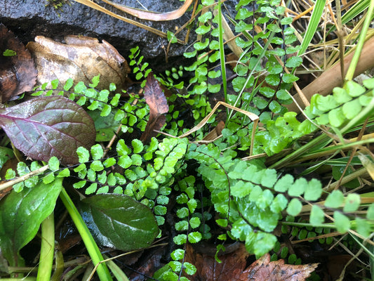 Asplenium trichomanes - svartburkni